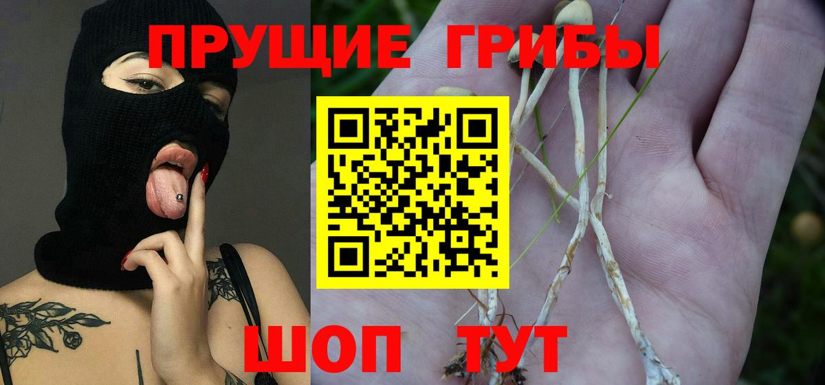 Псилоцибиновые грибы прущие грибы Шебекино